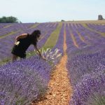 Champs de Lavande