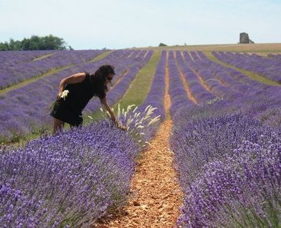 Champs de Lavande