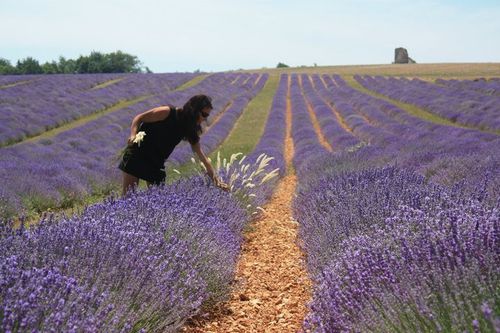 Champs de Lavande